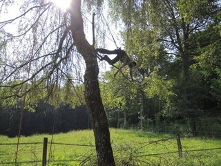 Le Chêne et le Roseau